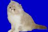 Perserkater