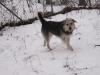 Schäfer/ Schnauzer MIX zu verschenken!