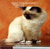 Katze richtig Anschaffen,  Pflegen und Erziehen.