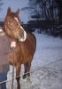 unverbrauchte hünbsche Ponystute o.P