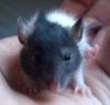 Ratten Babys nahe QLB suchen neues Zuhause  verschenken 