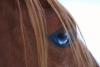 Quarter Horse Fohlen 2010 unsere Hompage