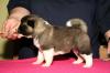 American Akita Welpen  reinrassig mit VDH/ FCI Papieren 