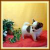 chihuahua welpen