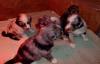 Australian Shepherd Welpen,  4 Wochen alt