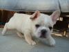 französisch Bulldogge Welpen