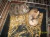3 Zwergkaninchenbabys (12/ 2009) und 2 Löwenköpfchen ( 5 Monate alt) nur Männchen