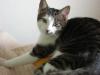 Verschmuste Katze (Mai-Katze) 9 Monate grau getigert mit weiß