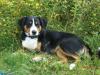 Junger Appenzeller Sennenhund möchte Papa werden!