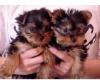 yorkshire terrier mini