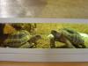 2 griechische Landschildkröten von 2004 mit Papierenabzugeben. Auch einzeln