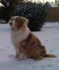red merle aussie