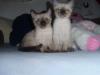 süße siam kitten 