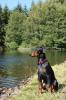 Tracy,  10 Mon. sucht ein liebevolles neues zu Hause!!!