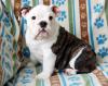 wunderschöne typvolle engl. Bulldoggen-Welpen