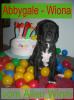 Typvolle Deutsche Dogge Hündin lackschwarz