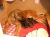 Leonberger Welpen,  zuckersüß und löwenstark
