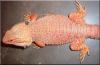 Junge Bartagamen/  Sandfire x Chris Allen Red Nachzucht/  intensive Rote bis Orang
