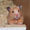 HAMSTER - Jungtiere aus artgerechter Zucht