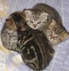 Reinrassige BKH wiskas kitten