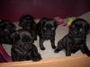 Schwarze Mops Welpen 