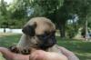 kleine Mops welpen