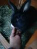 hasen/ kaninchen