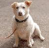 FRIENDLY - Mix -Dringend Pflege- oder Endplatz gesucht - 4 Jahre - Tierhilfe-Fra