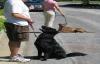 Erziehungshilfe für Ihren Vierbeiner Hundetrainer
