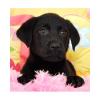 Wunderschöne reinrassige Labrador Welpen, 