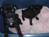 mops welpen zu verkaufen