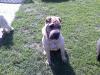 reinrassige shar-pei hündin,  1 1/ 2 jahre