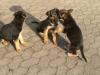 Fünf süße kleine 10-wochen alte Schäferhund suchen ein neues zu hause !