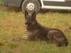Schäferhund_ Labradormix