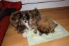 Reinrassige Pekinese Welpen