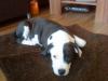 schmusiger Pitbull-Welpe gegen Schutzgebühr