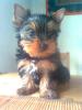  Reinrassiger Yorkshire Terrier-Welpe-Rüde ohne Papiere