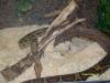 Boa constrictor imperator
