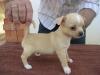 reine Rasse Chihuahua Welpen