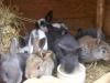 Junge Kaninchen,  Stallhasen,  Deutscher Riesen Mix