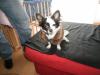 biete meinen chihuahuarüden für schöne stunden zu zweit