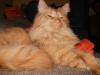1 1/ 2 jähriges süsses Main coon Mädchen
