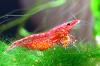 Red Cherry Garnelen. Rote Kirschgarnelen,  Neocaridina_ heteropoda