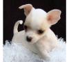 chihuahua welpen 