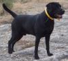 Labrador Deckrüde Multi Champion,  FCI Papiere HD/ ED frei...