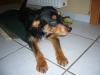 Jack Russel Terrier/  Spitz Mischling