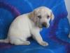 Labrador Retriever Welpen zu verkaufen 