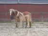 Haflinger Stute mit Stutfohlen