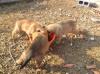 Welpen Dory,  Soly und Remo suchen ein Zuhause