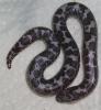 Anerytristische Sandboas - Gongylpohis colubrinus NZ 2009